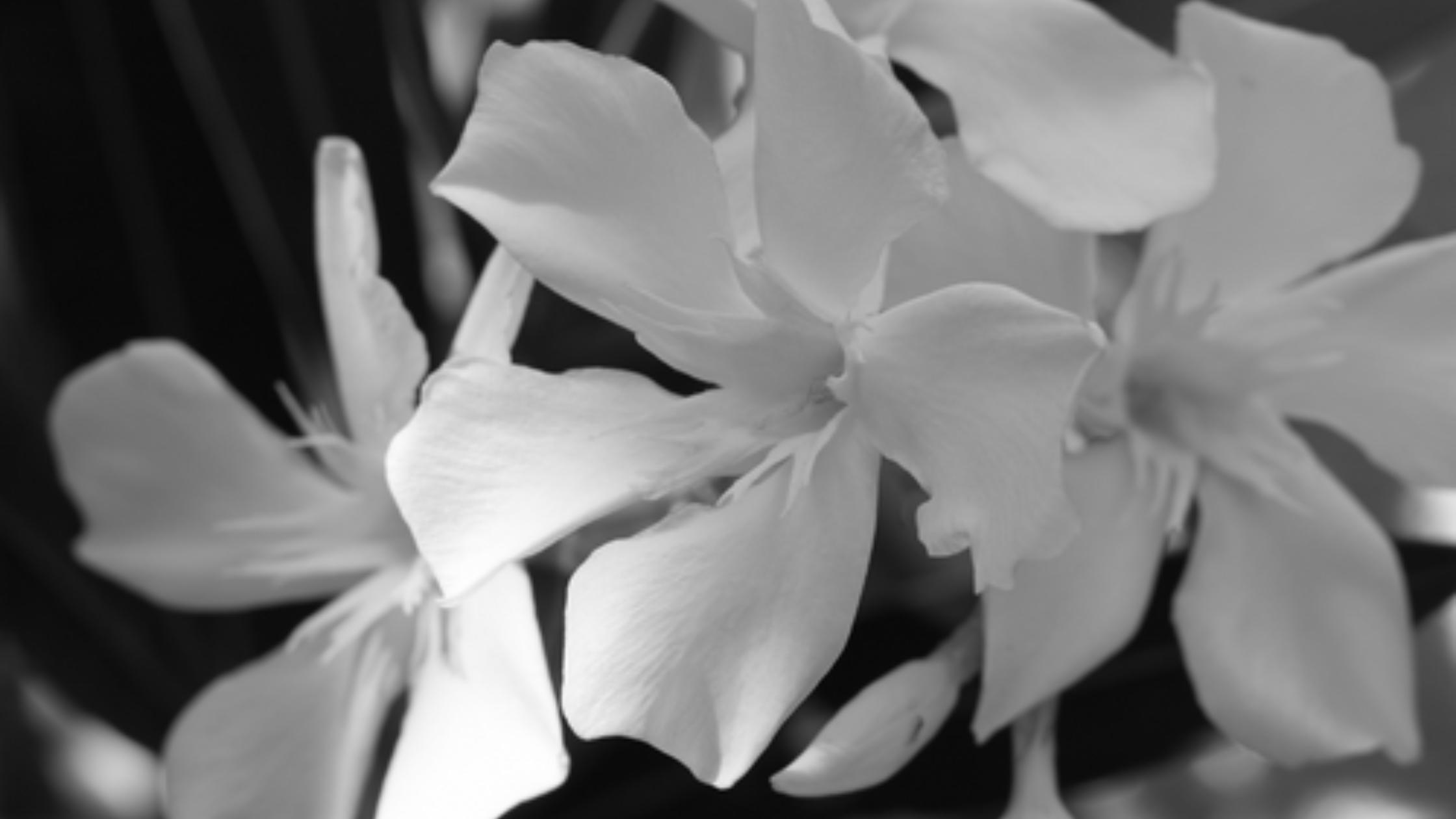 OUR BRAND FLOWER || THE WHITE OLEANDER