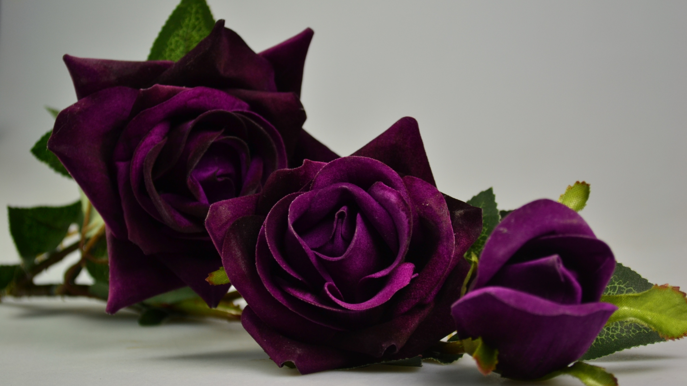 The Vibrational Power of Roses: Beauty and Energy Through the Ages
