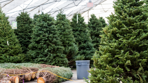 The Hidden Dangers of Real Christmas Trees: What You Need to Know