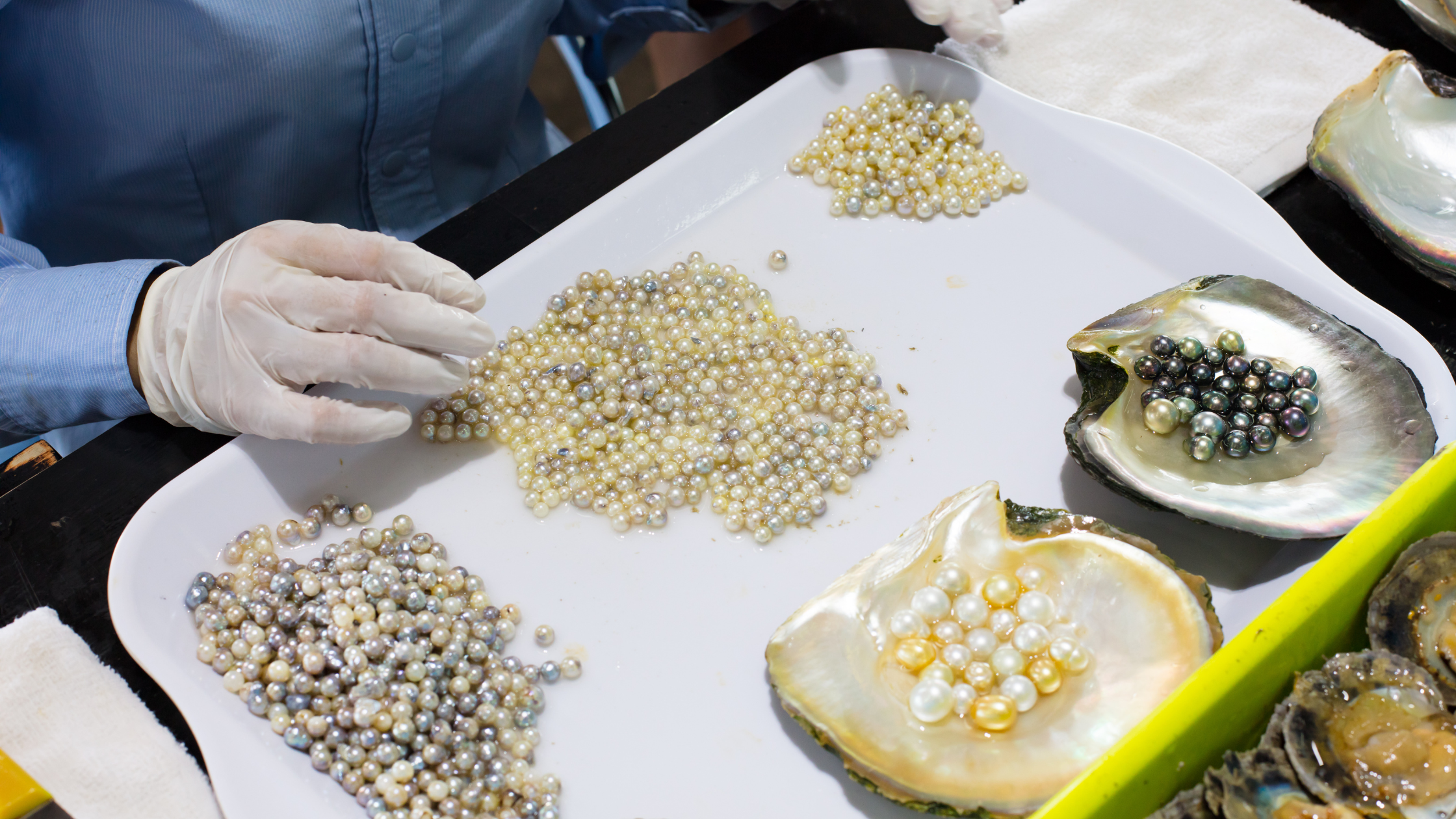 The Hidden World of Oyster Pearl Farming: Unveiling Ethical Concerns