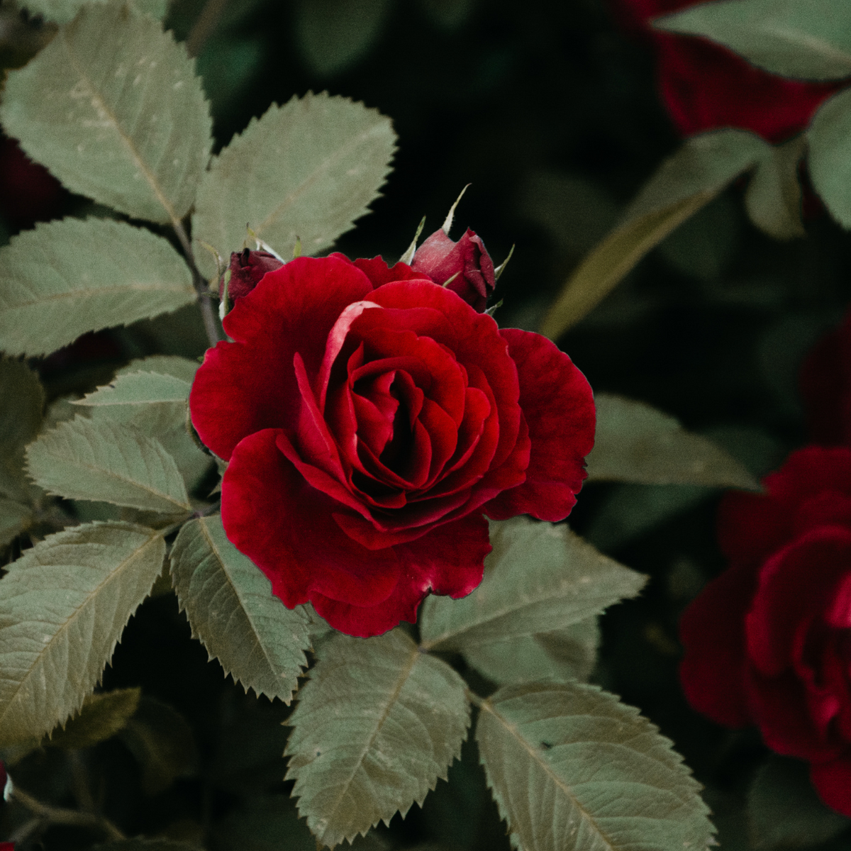 vibration of roses Raise Your Vibration: Unveiling the High Frequency of Roses main image 1