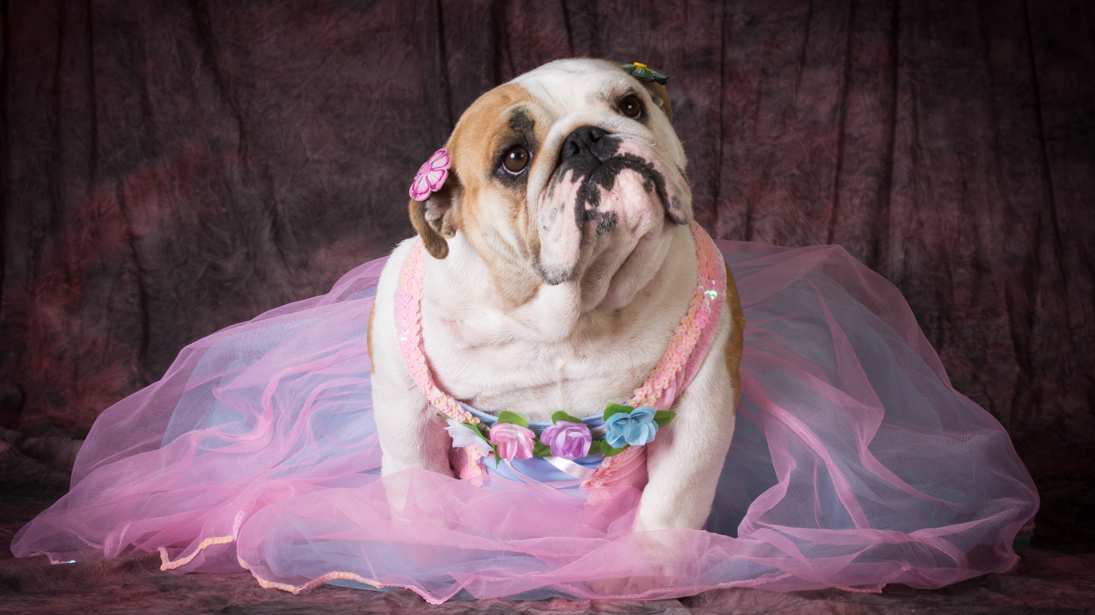 FEMALE DOGS JUDGE MORE THAN MALE DOGS STUDY FINDS!