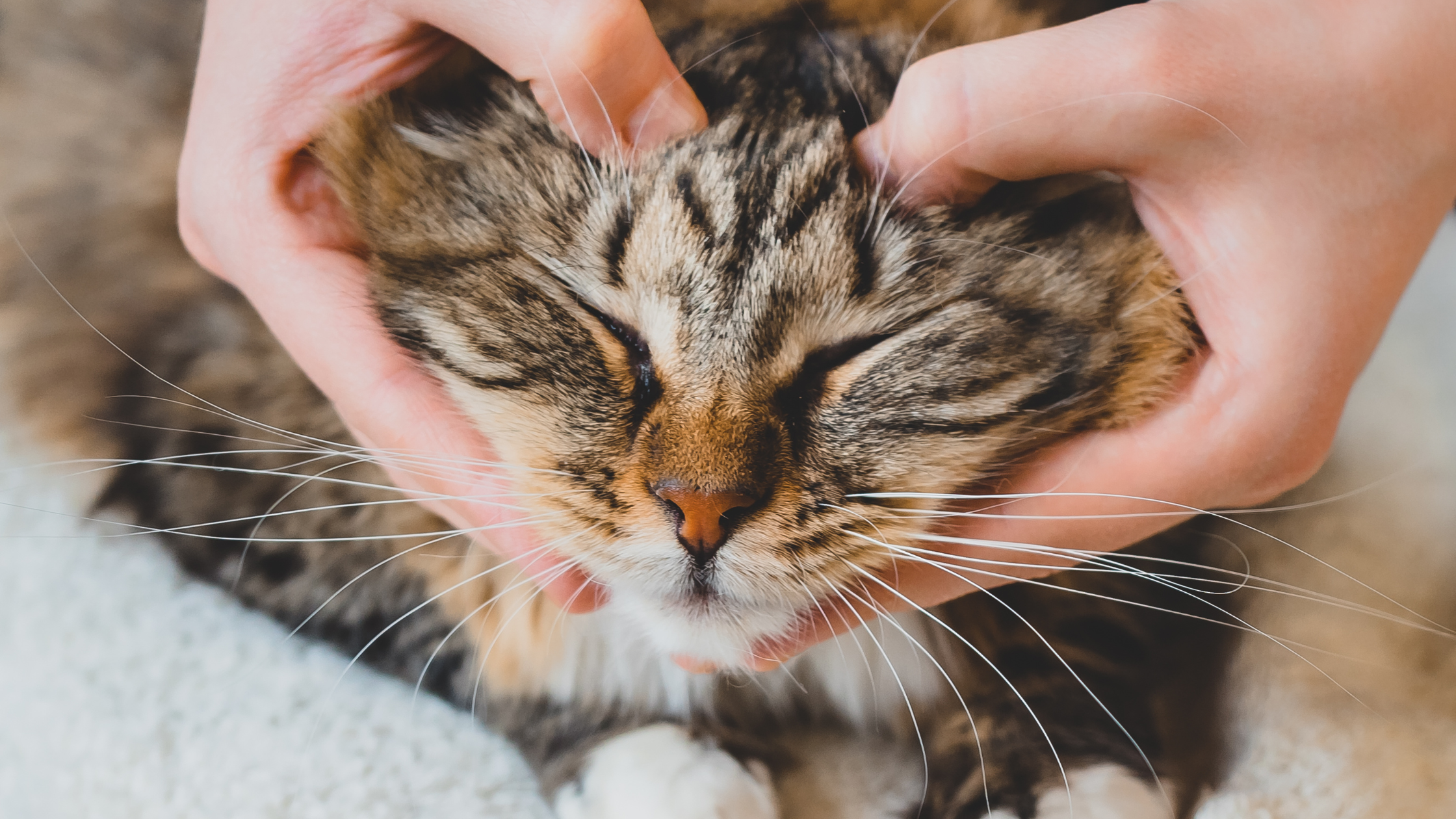 Pampered Pets: The Benefits of Gua Sha, Massages and Reflexology for Your Fur Babies
